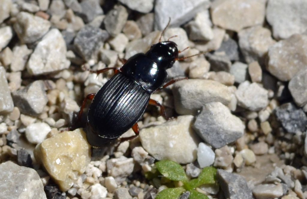Harpalus marginellus (cf.), Carabidae
